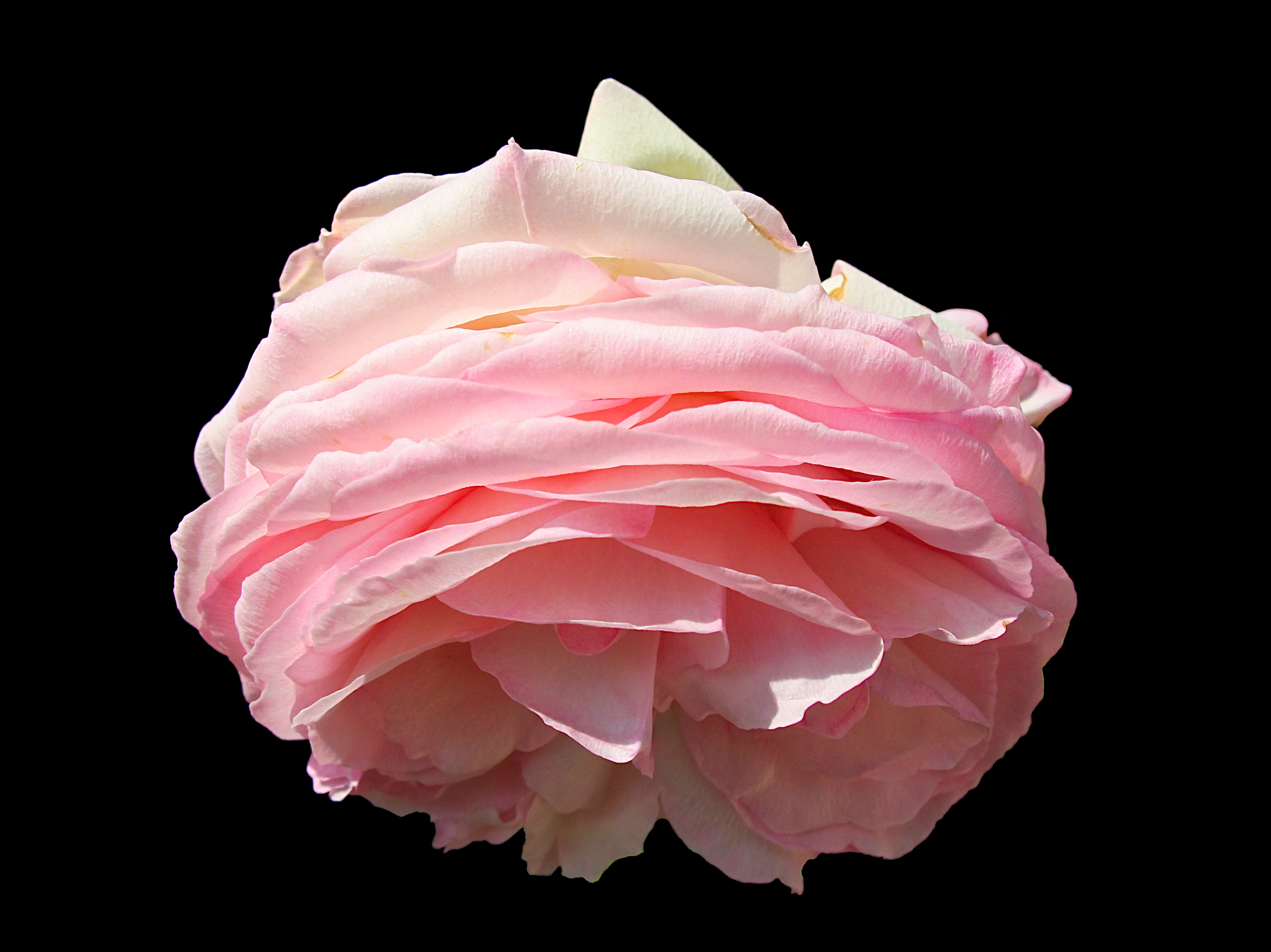 Pink rosy rose flower in sunlight